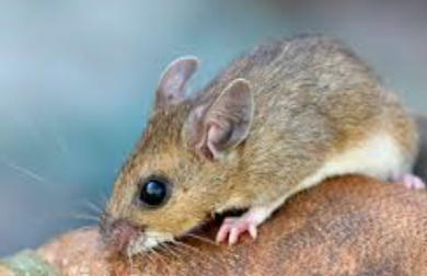 Antigua launches rodent control campaign Antigua rodent reduction campaign