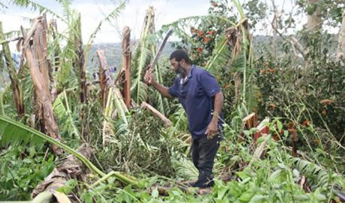 Jamaica-agricultural-losses Jamaican Agriculture Minister surveying storm-damaged farm fields