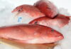SURINAME-Government denies ban on the export of fish to the United States.