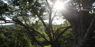 GUYANA-Guyana announces ART issuance of TREES carbon credits. Guyana's Vice President signs ART TREES carbon credit issuance certificate