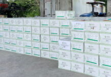 BELIZE-New initiative to manage wilt disease in sugarcane. Belize agricultural workers inspecting sugarcane crops for wilt disease