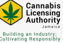 JAMAICA-CLA launches medical cannabis special permit programs