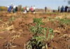 BELIZE-Belize triggers anticipatory action to support farmers ahead of drought risk. Belize farmers receiving drought preparation kits from agricultural officials