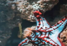 CARIBBEAN-Regional countries to benefit from new initiative to reduce plastic waste. Officials launching plastic waste reduction initiative with recycling bins and Caribbean flags