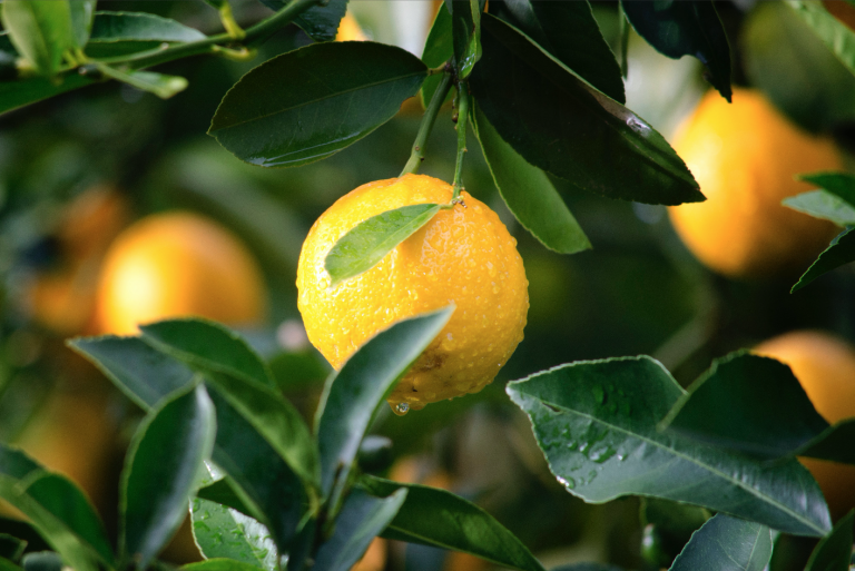 Grenada’s agricultural  action plan for citrus plants