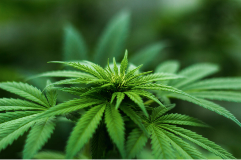 SVG: Top global  “weed”  producer?