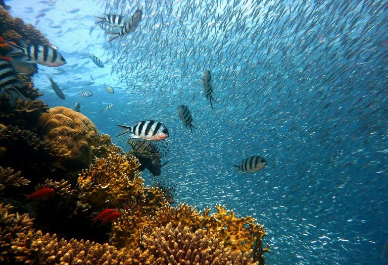 UNEP supports the plan to use satellite imaging to build a picture of coral reefs