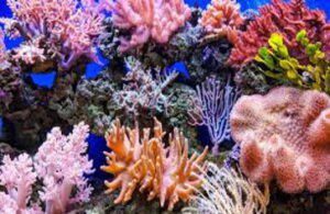 Coral_reef_in_the_Caribbean_File_Photo