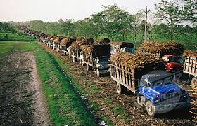 Belize-sugar-crop