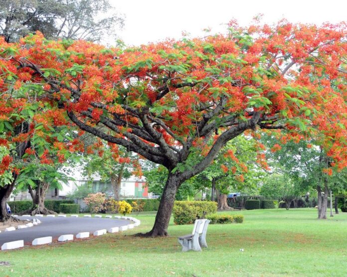 DOMINICA-Government refutes rumors of a sale of Botanical Gardens