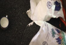 CMCFeature-From crisis to cultivation: Haiti’s small farmers build resilience one seed at a time Haiti small farmers building resilience