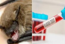 TRINIDAD-Government confirms no increase in bat biting or rabies cases. Trinidad government bat rabies cases stable