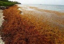ANTIGUA-Japan donates a harvester to combat sargassum seaweed. Japan donates harvester to Antigua for sargassum control