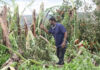 JAMAICA–Damage to agriculture “a crippling blow to farmers,” says Agriculture Minister Jamaican Agriculture Minister surveying storm-damaged farm fields