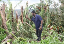 JAMAICA–Damage to agriculture “a crippling blow to farmers,” says Agriculture Minister Jamaican Agriculture Minister surveying storm-damaged farm fields