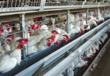 CARIBBEAN-PAHO warns that avian influenza A(H5N1) continues to circulate in the Americas. PAHO officials presenting avian influenza alert at press conference.