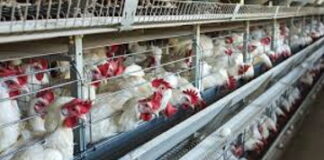 CARIBBEAN-PAHO warns that avian influenza A(H5N1) continues to circulate in the Americas. PAHO officials presenting avian influenza alert at press conference.