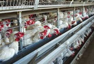 CARIBBEAN-PAHO warns that avian influenza A(H5N1) continues to circulate in the Americas. PAHO officials presenting avian influenza alert at press conference.