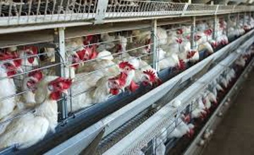 PAHO Avian Influenza H5N1 Americas Warning PAHO officials presenting avian influenza alert at press conference.