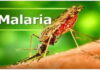 CARIBBEAN-PAHO urges governments to do more to deal with malaria cases. PAHO officials presenting malaria data at Caribbean health ministers meeting