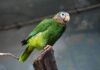 JAMAICA-Environmental agency condemns capture, sale of protected parrots.