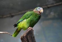 JAMAICA-Environmental agency condemns capture, sale of protected parrots.