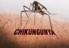 CARIBBEAN-PAHO warns of sustained increase in chikungunya cases. PAHO Warns of Sustained Increase in Chikungunya Cases Across the Caribbean
