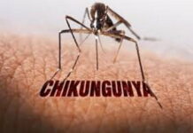 CARIBBEAN-PAHO warns of sustained increase in chikungunya cases. PAHO Warns of Sustained Increase in Chikungunya Cases Across the Caribbean