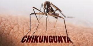 CARIBBEAN-PAHO warns of sustained increase in chikungunya cases. PAHO Warns of Sustained Increase in Chikungunya Cases Across the Caribbean