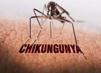 CARIBBEAN-PAHO warns of sustained increase in chikungunya cases. PAHO Warns of Sustained Increase in Chikungunya Cases Across the Caribbean