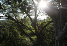 GUYANA-Guyana announces ART issuance of TREES carbon credits.