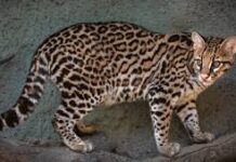 TRINIDAD-Protected Ocelot shot, probe launched. Veterinarian Dr Kriyaan Singh examines Papaoutai the ocelot recovering at La Romaine Veterinary Clinic after being shot in Granville Cedros on February 22 2026