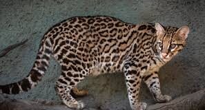 TRINIDAD-Protected Ocelot shot, probe launched. Veterinarian Dr Kriyaan Singh examines Papaoutai the ocelot recovering at La Romaine Veterinary Clinic after being shot in Granville Cedros on February 22 2026