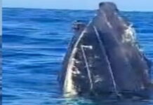 ST. LUCIA-St. Lucia’s government is investigating the possible deaths of nationals in the latest US strike against drug dealers.