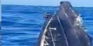 ST. LUCIA-St. Lucia’s government is investigating the possible deaths of nationals in the latest US strike against drug dealers.