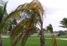 DOMINICA-Dominica confirms lethal yellowing disease threatening coconut palms. Dominica Agriculture officials inspect diseased coconut palms in Woodford Hill restricted red zone after University of Florida tests confirm Lethal Yellowing Disease threatening the nation's coconut industry