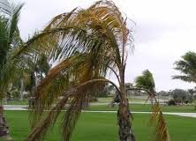 DOMINICA-Dominica confirms lethal yellowing disease threatening coconut palms. Dominica Agriculture officials inspect diseased coconut palms in Woodford Hill restricted red zone after University of Florida tests confirm Lethal Yellowing Disease threatening the nation's coconut industry