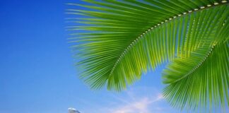 DOMINICAN REPUBLIC – Commercial flights between the Dominican Republic and Venezuela resume operations.