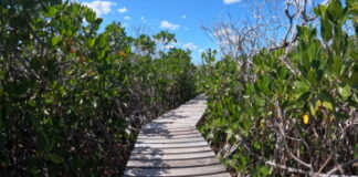 CARIBBEAN-Caribbean countries to benefit from new multi-year initiative.