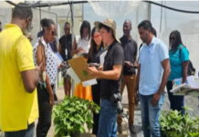 CARIBBEAN-IICA implements a regional project to strengthen sweet potato cultivation in Caribbean countries. IICA implements regional project to stregthen sweet potato cultivation in Caribbean countries