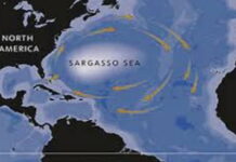 BERMUDA-Research expedition returns to the Sargasso Sea to study eel larvae and ocean ecosystems. Bermuda-led expedition returns to Sargasso Sea for eel and ecosystem study