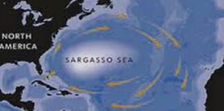 BERMUDA-Research expedition returns to the Sargasso Sea to study eel larvae and ocean ecosystems. Bermuda-led expedition returns to Sargasso Sea for eel and ecosystem study
