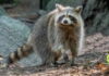 BERMUDA-Bermuda says it will euthanize the raccoon that escaped from a shipping container. Bermuda animal control officers in protective gear searching for escaped raccoon