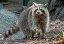 BERMUDA-Bermuda says it will euthanize the raccoon that escaped from a shipping container. Bermuda animal control officers in protective gear searching for escaped raccoon
