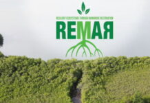 CARIBBEAN-OECS launches new project to restore mangroves in the sub-region. OECS officials planting mangrove seedlings during project launch ceremony