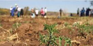 BELIZE-Belize triggers anticipatory action to support farmers ahead of drought risk. Belize farmers receiving drought preparation kits from agricultural officials