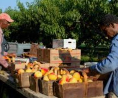 Overseas jobs program places thousands of Jamaicans