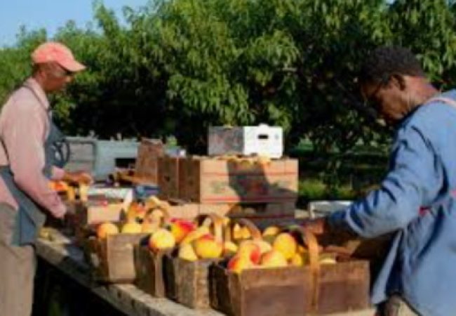 Overseas jobs program places thousands of Jamaicans