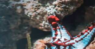 CARIBBEAN-Regional countries to benefit from new initiative to reduce plastic waste. Officials launching plastic waste reduction initiative with recycling bins and Caribbean flags