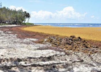 Sargassum-seaweed